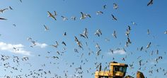 a large flock of birds flying over a tractor