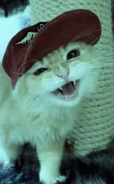 a white cat wearing a red hat and smiling