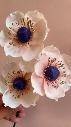 three white and pink flowers with blue center being held by a person's hand