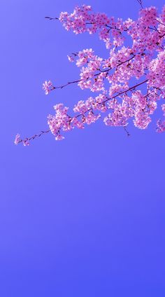 pink flowers blooming on the branches of a tree in front of a blue sky