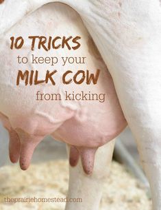 a close up of a cow with the words 10 tricks to keep your milk cow from sticking