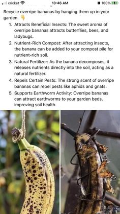 a banana hanging from a tree with brown spots on it's body and in the background is an article about how to use bananas