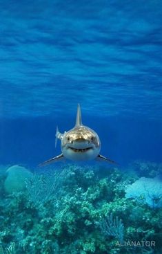 a great white shark swims over the coral reef in clear blue water, with its mouth open