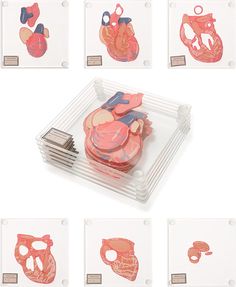 a set of cut out images of human heart, lungs and other medical objects on display