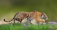 a large tiger walking across a lush green field next to tall grass and rocks on top of a hill