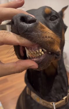 a close up of a person petting a dog's teeth with it's mouth open