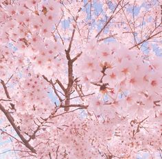 pink flowers are blooming on the branches of trees