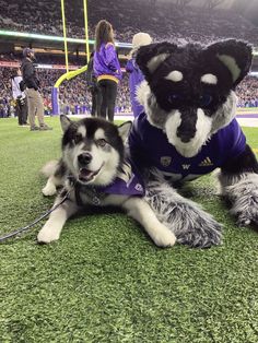 two husky dogs are on the field at a football game, one is wearing a purple shirt