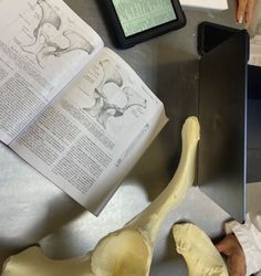 a person is working on an animal bone with a laptop and tablet computer in the background