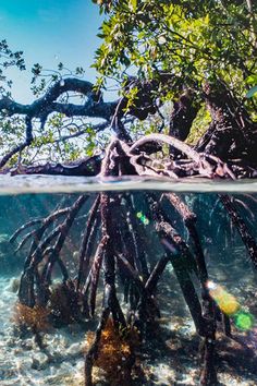 an underwater view of mangroves and trees in the water, with sunlight shining on them