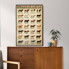 a poster on the wall shows different breeds of cattle