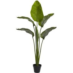 a potted plant with large green leaves in it on a white background for display