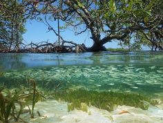 the water is very clear and blue with little fish swimming around it in the ocean