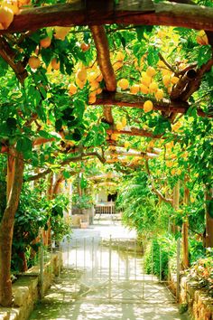 an orange tree with lots of yellow fruit hanging from it's branches in a garden