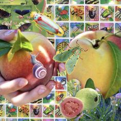 two hands are holding an apple in front of many pictures