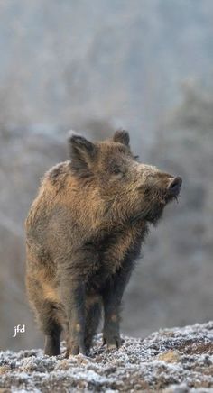 a brown bear standing on top of a rocky hill