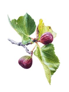 an acrylic painting of figs on a tree branch