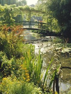 a bridge over a small pond in the middle of a forest