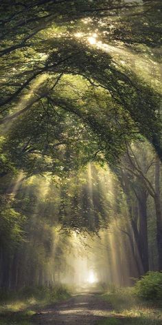 sunlight shining through the trees onto a dirt road with sunbeams in the distance