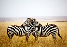 two zebra standing next to each other on a dry grass field