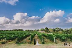 a bride and groom standing in the middle of a vineyard