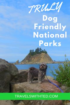 a dog standing on top of a rock next to the ocean with text overlay reading truly dog friendly national parks