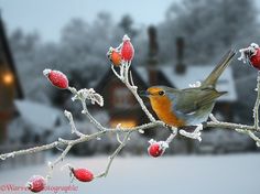 a small bird sitting on top of a tree branch covered in ice and berries next to a house