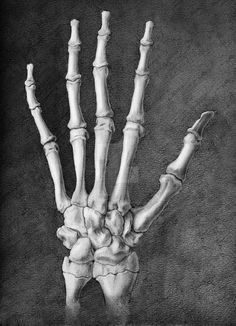 a drawing of a skeleton's hand in black and white with the bones visible