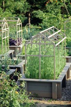 a garden filled with lots of different types of plants