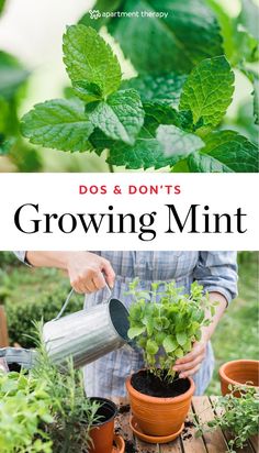 the cover of dos & don't's growing mint