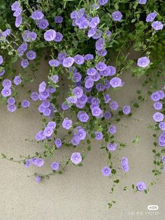 purple flowers growing on the side of a building