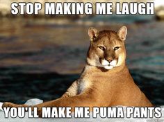 a cougat sitting on top of a rock next to the ocean with caption saying stop making me laugh you'll make me puma pants