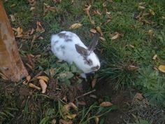 a rabbit is sitting in the grass next to a pole and some leaves on the ground