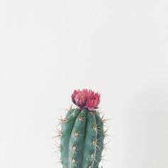 a pink flower on top of a green cactus