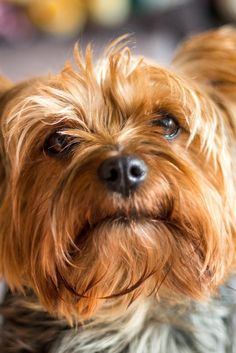 a close up of a small dog's face with it's eyes wide open