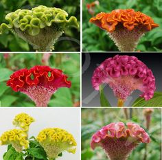 six different types of flowers with green leaves in the middle one is red, yellow and pink