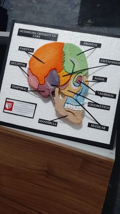 HUESOS | CRÁNEO | CARA Project Biology Ideas, Science Exhibition Decoration Ideas, Science Project Models Ideas, Biology Models Projects Ideas, Science Models School Projects, Biology Project Ideas, Biology Models, Biology Model, Science Exhibition Working Models