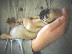 a person holding a small dog in their arms