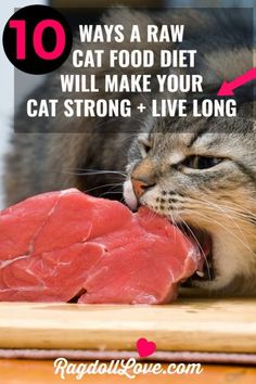 a cat eating raw meat with the caption saying 10 ways a raw cat food diet will make your cat strong and live long