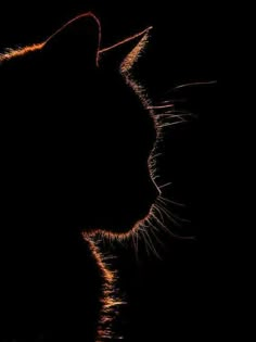 a cat's head is shown in the dark with its light shining on it