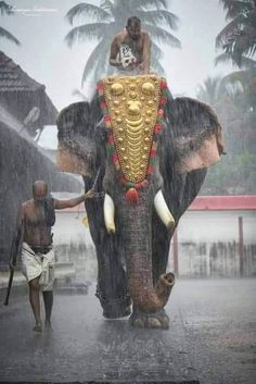 an elephant with a man standing on top of it's back in the rain