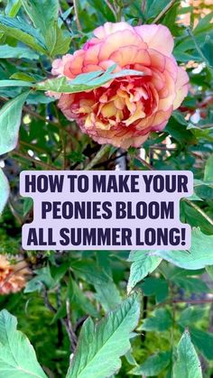 a sign that says how to make your peonies bloom all summer long