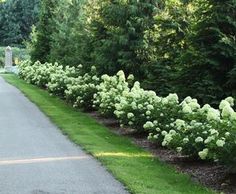 the road is lined with green bushes and white hydrangeas on either side of it