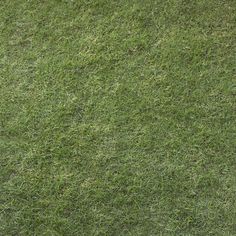 an animal laying on top of a lush green field