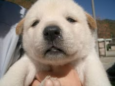 a close up of a person holding a dog