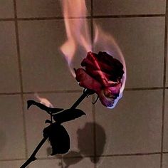 a single red rose is in the middle of a tile wall with flames coming from it