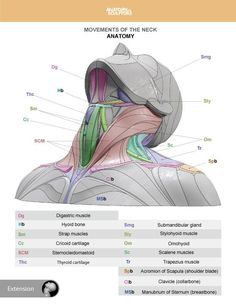 the anatomy of the neck and head