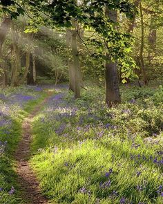 a path in the middle of a forest with bluebells growing on both sides