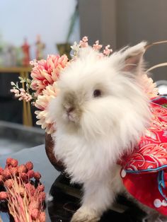 a small white rabbit with flowers in its hair