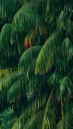 an elephant is standing in the middle of some palm trees